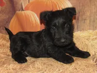 Ollie , a male Scottish Terrier for sale in Madison, SD – 3 of 6