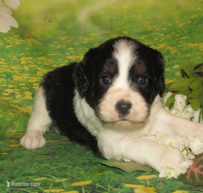 Sylvia – English Springer Spaniel puppy for sale in Madison, SD