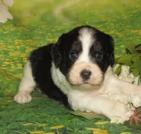 Sylvia, a female English Springer Spaniel for sale in Madison, SD – 1 of 3