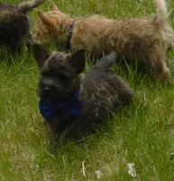 Chucky, a male Cairn Terrier for sale in Madison, SD – 5 of 7