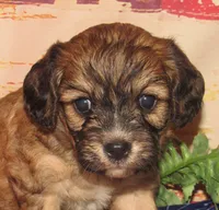 Cathy, a female Cavachon for sale in Madison, SD – 6 of 6