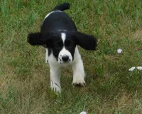 Simone, a female English Springer Spaniel for sale in Madison, SD – 3 of 5