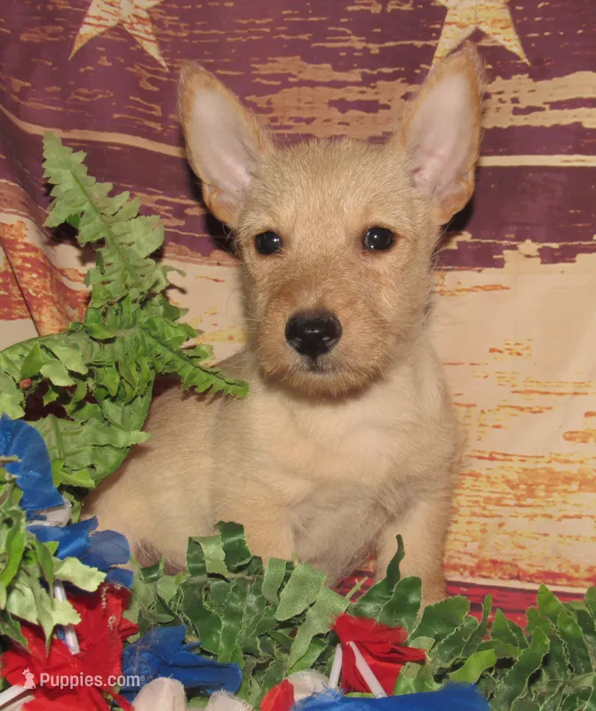 Bucky – Scottish Terrier puppy for sale in Madison, SD