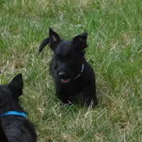 Baxter, a male Scottish Terrier for sale in Madison, SD – Photo 4 of 6