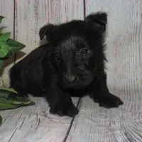 Baxter, a male Scottish Terrier for sale in Madison, SD – Photo 6 of 6