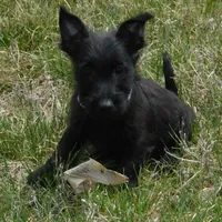 Baxter, a male Scottish Terrier for sale in Madison, SD – Photo 1 of 6