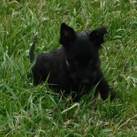 Baxter, a male Scottish Terrier for sale in Madison, SD – Photo 3 of 6