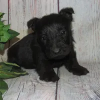 Baxter, a male Scottish Terrier for sale in Madison, SD – Photo 5 of 6