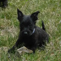 Baxter, a male Scottish Terrier for sale in Madison, SD – Photo 2 of 6