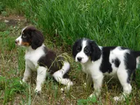 Scrappy, a male English Springer Spaniel for sale in Madison, SD – 5 of 7