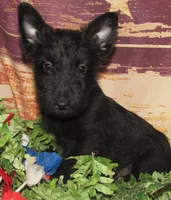 Bennett, a male Scottish Terrier for sale in Madison, SD – 4 of 9