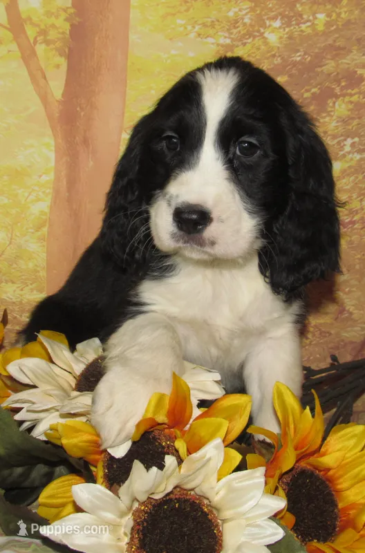 Elvira – English Springer Spaniel puppy for sale in Madison, SD