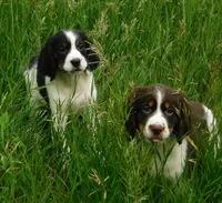 Scrappy, a male English Springer Spaniel for sale in Madison, SD – 7 of 7