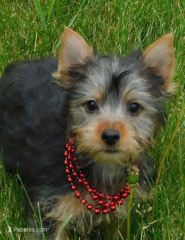 June Bug – Silky Terrier puppy for sale in Madison, SD