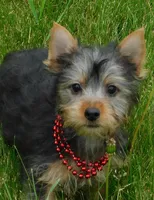 June Bug, a female Silky Terrier for sale in Madison, SD – 1 of 10