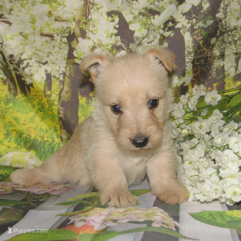 Beverly – Scottish Terrier puppy for sale in Madison, SD