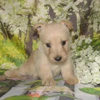 Beverly, a female Scottish Terrier for sale in Madison, SD – 1 of 3