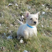 Bingo, a male Scottish Terrier for sale in Madison, SD – Photo 2 of 10