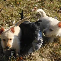 Bingo, a male Scottish Terrier for sale in Madison, SD – Photo 4 of 10