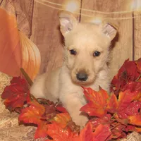 Bingo, a male Scottish Terrier for sale in Madison, SD – Photo 7 of 10