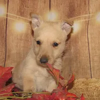Bingo, a male Scottish Terrier for sale in Madison, SD – Photo 6 of 10