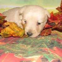 Bingo, a male Scottish Terrier for sale in Madison, SD – Photo 9 of 10