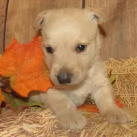 Bingo, a male Scottish Terrier for sale in Madison, SD – Photo 8 of 10