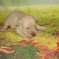 processed/7f721c81-e09d-43fc-a7bb-220ba64ba5e6/listing/d0c4ed51-eed6-4fe2-8351-4e3c55f8baf6/9774a54e-fa8c-4836-8298-188b43668fe6