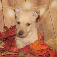 Bingo, a male Scottish Terrier for sale in Madison, SD – Photo 5 of 10