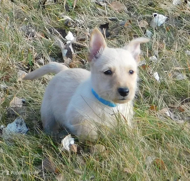 Bingo – Scottish Terrier puppy for sale in Madison, SD
