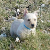 Bingo, a male Scottish Terrier for sale in Madison, SD – Photo 1 of 10
