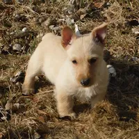 Bingo, a male Scottish Terrier for sale in Madison, SD – Photo 3 of 10
