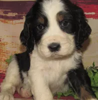 Sheldon, a male English Springer Spaniel for sale in Madison, SD – 7 of 7