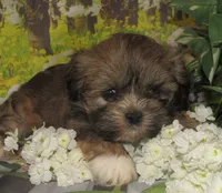Fancy, a female Lhasa Apso for sale in Madison, SD – 3 of 8
