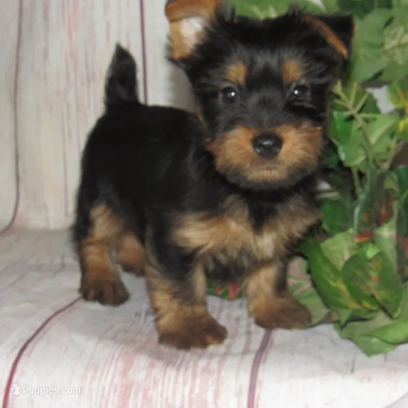 Jagger – Silky Terrier puppy for sale in Madison, SD