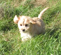 Paige, a female Cavachon for sale in Madison, SD – 2 of 6