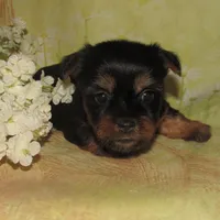 Jada, a female Silky Terrier for sale in Madison, SD – 3 of 6