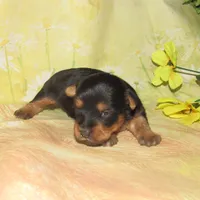 Jada, a female Silky Terrier for sale in Madison, SD – Photo 4 of 4