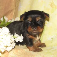 Jada, a female Silky Terrier for sale in Madison, SD – 1 of 6