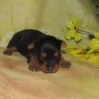 Jada, a female Silky Terrier for sale in Madison, SD – Photo 2 of 4