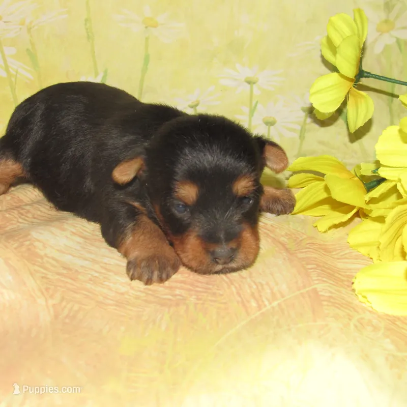 Jada – Silky Terrier puppy for sale in Madison, SD