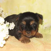 Jada, a female Silky Terrier for sale in Madison, SD – 2 of 6