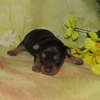 Jada, a female Silky Terrier for sale in Madison, SD – Photo 3 of 4