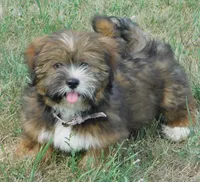 Joy, a female Lhasa Apso for sale in Madison, SD – 3 of 10
