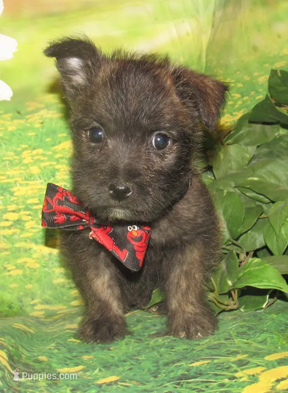 Auggie – Cairn Terrier puppy for sale in Madison, SD