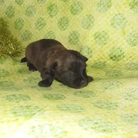 Auggie, a male Cairn Terrier for sale in Madison, SD – Photo 3 of 4