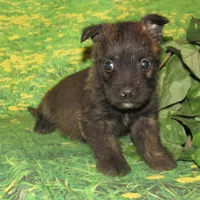 Auggie, a male Cairn Terrier for sale in Madison, SD – 7 of 10