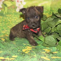 Auggie, a male Cairn Terrier for sale in Madison, SD – 4 of 10