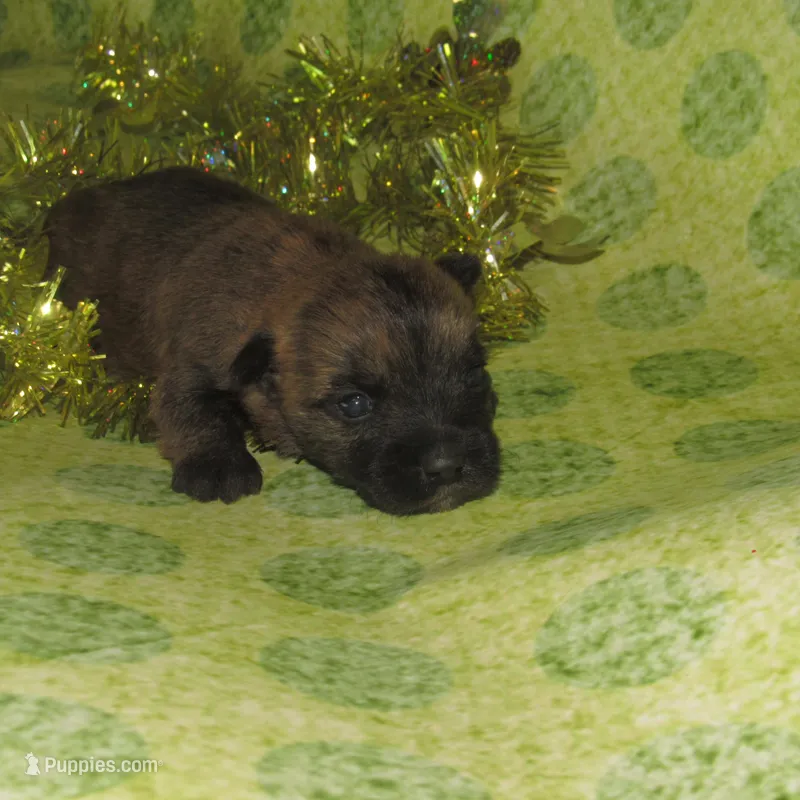 Auggie – Cairn Terrier puppy for sale in Madison, SD