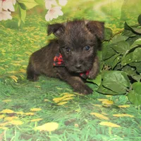 Auggie, a male Cairn Terrier for sale in Madison, SD – 5 of 10